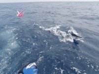 fish26.jpg