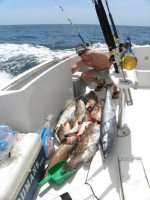 fish13.jpg