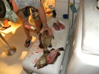 fish10.jpg