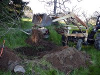 P1170597rLiftTransplantTree.JPG