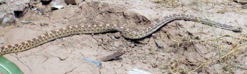 snake leave 3.jpg