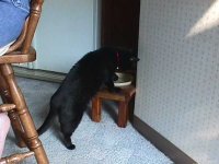 35-164444-BitsyDrinking.JPG