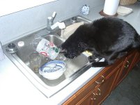 35-164679-Spookyandthesink-reduced.JPG