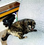 6-34969-Evie.jpg