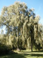 312431-willow.jpg