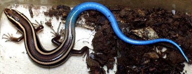 8-35505-Lizard.jpg