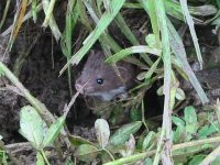 536432-rodent03.jpg