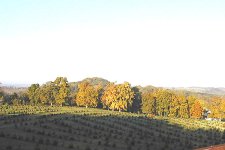 8-99252-trees.jpg