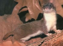 536465-least_weasel.jpg
