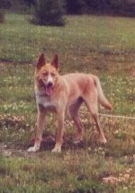 627898-Roxy Cropped 1.JPG