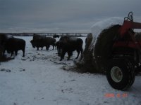 feeding time 009.jpg
