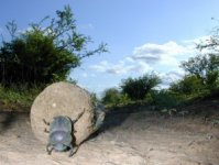 dungbeetle-300x227.jpg