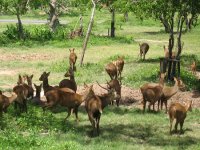 deer-herd.jpg