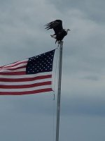 Eagle and flag.jpg