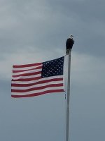 Flag and eagle.jpg