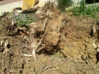 Hackberry stump1.jpg