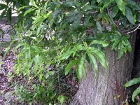DSCN5361.jpg