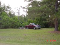 Leaning tree 002.jpg