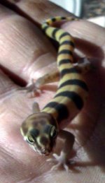 b-lizard-1.jpg