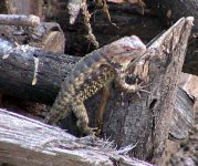 scaley-4.jpg
