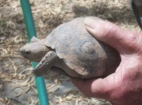turttle-1a.jpg