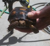 turttle-2.jpg