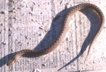 snake on cement-1e.jpg