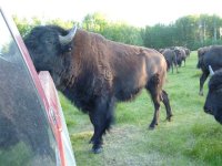 buffalo july 011 004.jpg