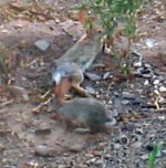 Rabbits- 2.jpg