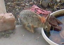 Rabbit drinki.jpg