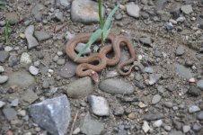 snake1.jpg