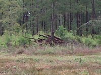 Debris-1.jpg