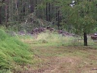 Debris-3.jpg