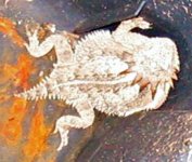Horn Toad1.jpg