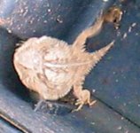 Horn Toad5.jpg