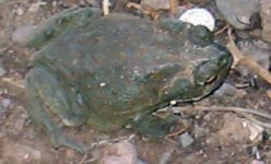 hop toad5.jpg