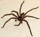 house spider 1.jpg