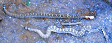 Rattlers Pair 3.jpg