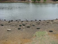 turtlemania-02.JPG