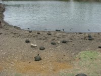 turtlemania-03.JPG
