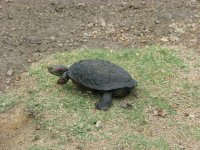 turtlemania-04.JPG