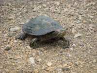 turtlemania-05.JPG