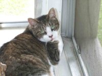 447414-Purr_motor.jpg