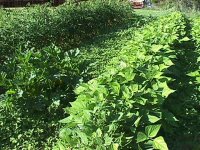 447463-weedy-garden-2.jpg
