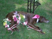 447870-dog.jpg