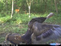 Cuddeback 035.jpg