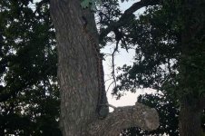 UpTree.jpg
