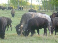 white buffalo sept 20-011 002.jpg