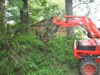 rip out tree.jpg