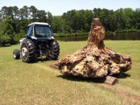 BIG STUMP.JPG